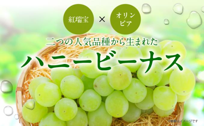 宮崎県都農町のふるさと納税 先行予約≪期間限定≫都農町産ハニービーナス(計2kg) ぶどう フルーツ 果物 デザート 国産_T015-0035