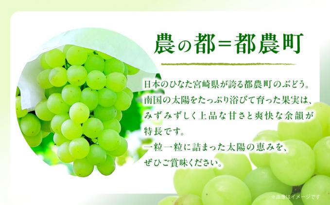 宮崎県都農町のふるさと納税 先行予約≪期間限定≫都農町産ハニービーナス(計2kg) ぶどう フルーツ 果物 デザート 国産_T015-0035