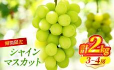 先行予約≪期間限定≫シャインマスカット(計