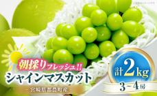 シャインマスカット(計2kg) ぶどう フ