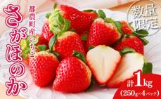 ≪数量限定≫都農町産いちご「さがほのか」計1kg フルーツ 果物 デザート イチゴ 国産_T015-0011