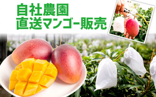 先行受付】【2026年発送】ヤマト農園 アップルマンゴー訳あり約1.5kg(3