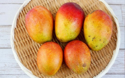 先行受付】【2026年発送】ヤマト農園 アップルマンゴー訳あり約1.5kg(3