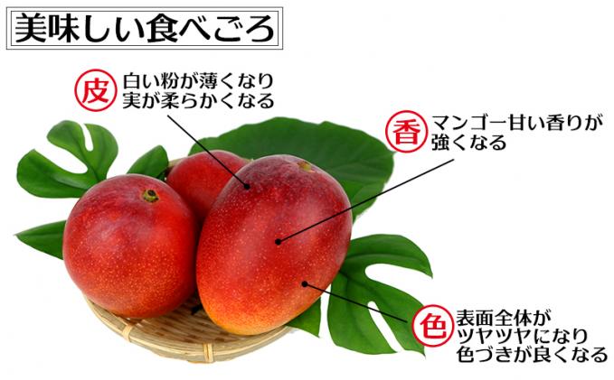 市場 ふるさと納税 先行予約 美しさ秀逸 2022年6月中旬〜8月上旬出荷 沖縄県