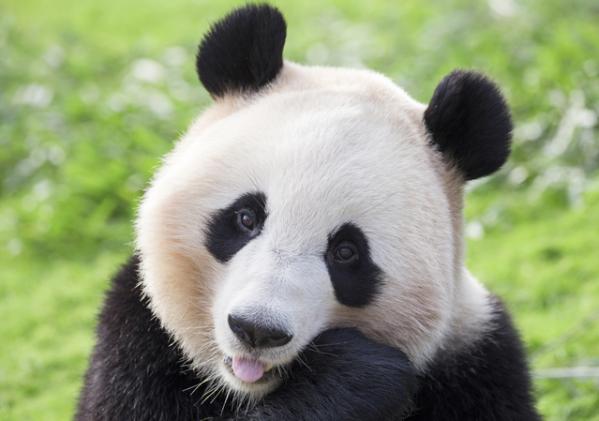 観葉植物 パンダ ガジュマル 幸せを呼ぶ木 多幸の木 沖縄県八重瀬町 セゾンのふるさと納税