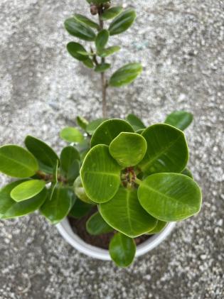 観葉植物 パンダ ガジュマル 幸せを呼ぶ木 多幸の木 沖縄県八重瀬町 セゾンのふるさと納税