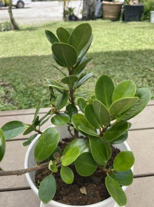 観葉植物 パンダ ガジュマル 幸せを呼ぶ木 多幸の木 沖縄県八重瀬町 セゾンのふるさと納税