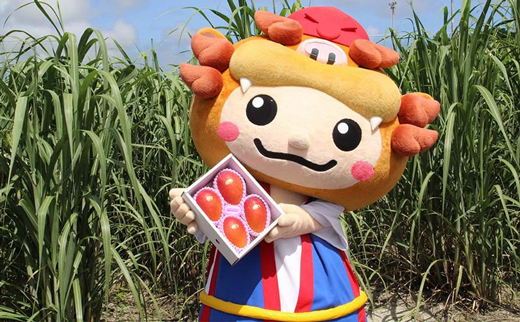 沖縄県八重瀬町のふるさと納税 【先行受付】【2026年発送】JAおきなわの産直アップルマンゴー 約800g　2~4玉入り【ご家庭用・白箱】- 先行予約 沖縄 産地直送 南国フルーツ 旬の味覚 家庭用 オススメ 沖縄県 八重瀬町