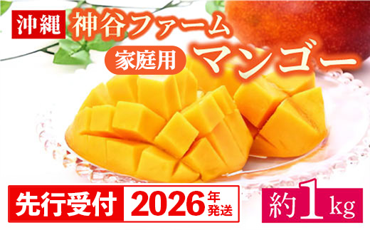 沖縄県八重瀬町のふるさと納税 【先行受付】【2026年発送】神谷ファームのマンゴー(家庭用)約1Kg - 先行予約 沖縄県産 産地直送 南国フルーツ 旬の味覚 季節の果物 ご自宅用 沖縄マンゴー 沖縄県 八重瀬町