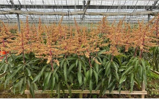 沖縄県八重瀬町のふるさと納税 【先行受付】【2026年発送】南国フーズのアップルマンゴー 訳アリ約1.5kg - 先行予約 沖縄県産 産地直送 南国フルーツ 旬の味覚 ご家庭用 ご自宅用 沖縄マンゴー 沖縄県 八重瀬町