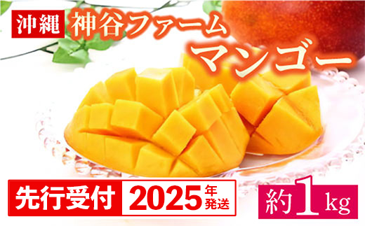 沖縄県八重瀬町のふるさと納税 【先行受付】【2025年発送】神谷ファームのマンゴー(家庭用)約1Kg - 先行予約 沖縄県産 産地直送 南国フルーツ 旬の味覚 季節の果物 ご自宅用 沖縄マンゴー 沖縄県 八重瀬町