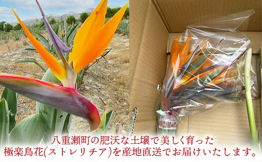 伊集農園がお届けする 極楽鳥花(ストレリチア)(約10本入り)- 産地直送