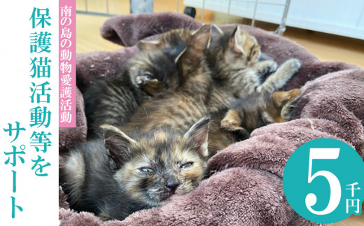 [南の島の動物愛護活動]保護猫活動等をサポート(5千円) - ねこ ネコ 地域猫 保護活動 支援 応援 さくらねこ 動物愛護 保護 里親 寄附のみ 沖縄県 八重瀬町