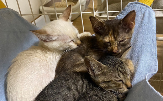 沖縄県八重瀬町のふるさと納税 【南の島の動物愛護活動】保護猫活動等をサポート(1万円)